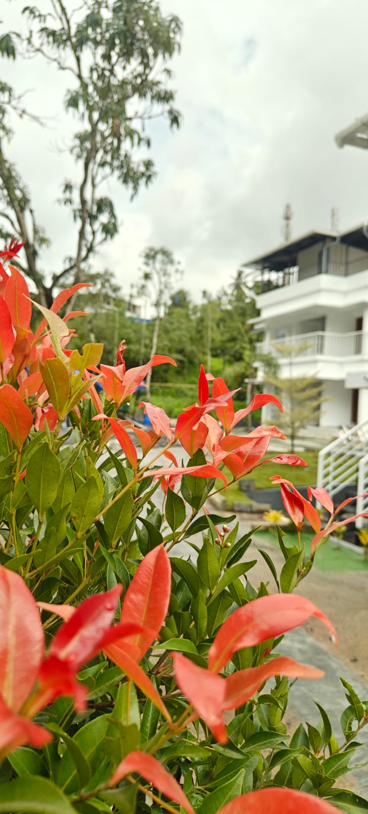 COSVALIA Resort lush greenery